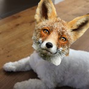 Marieke dogfox.jpg