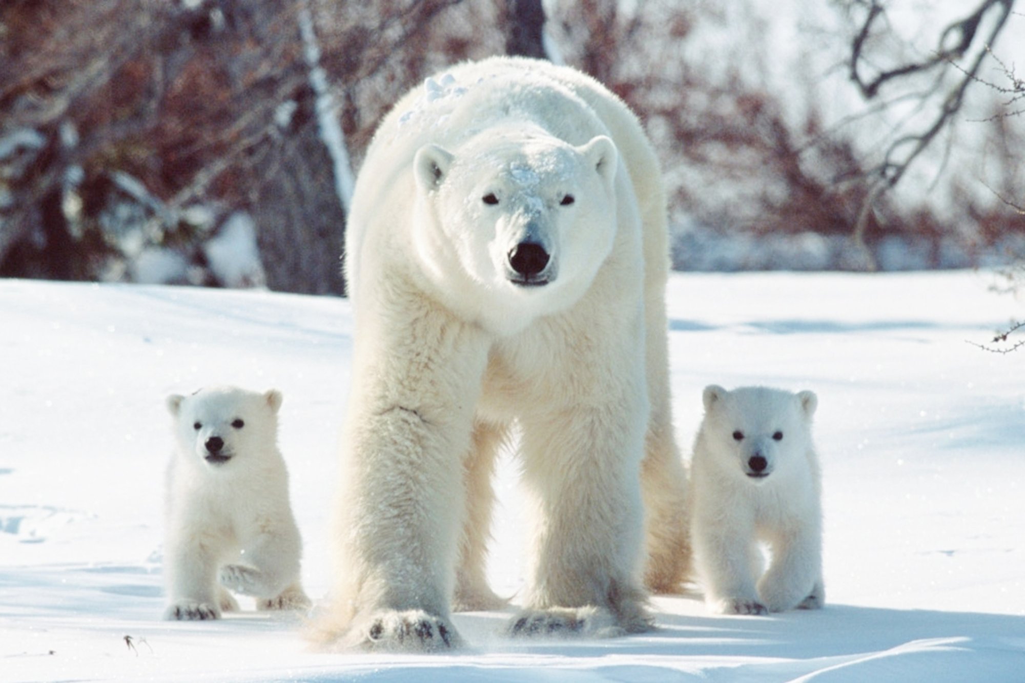 Mom-and-Babies_Polar-Bear_KIDS_0223-crop_3x2.jpg