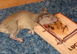 mouse.jpg