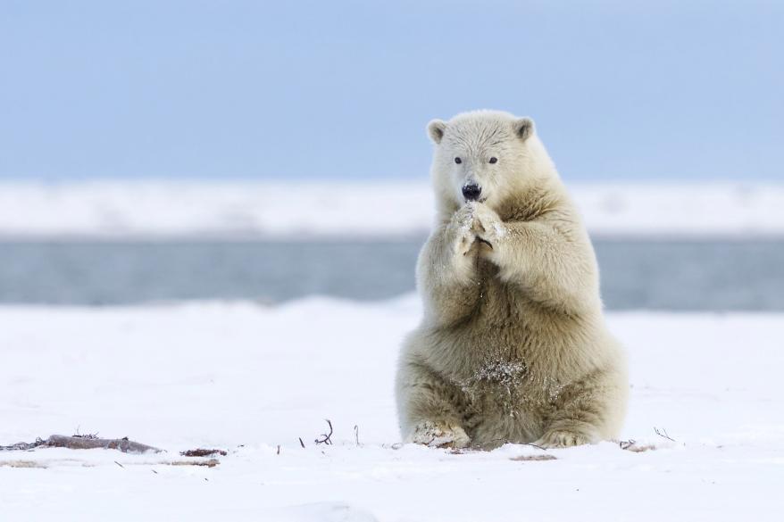 mpm_praying_polar_bear_001.jpg