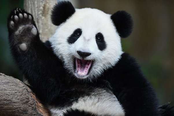 PANDA.jpg