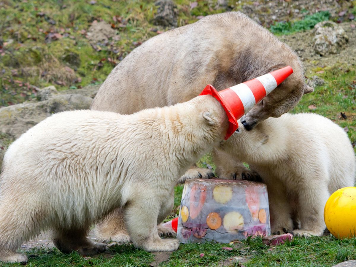 PAY-Polar-bear-party.jpg