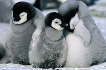 penguinsfamily1.jpg