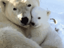 polar-bear.gif