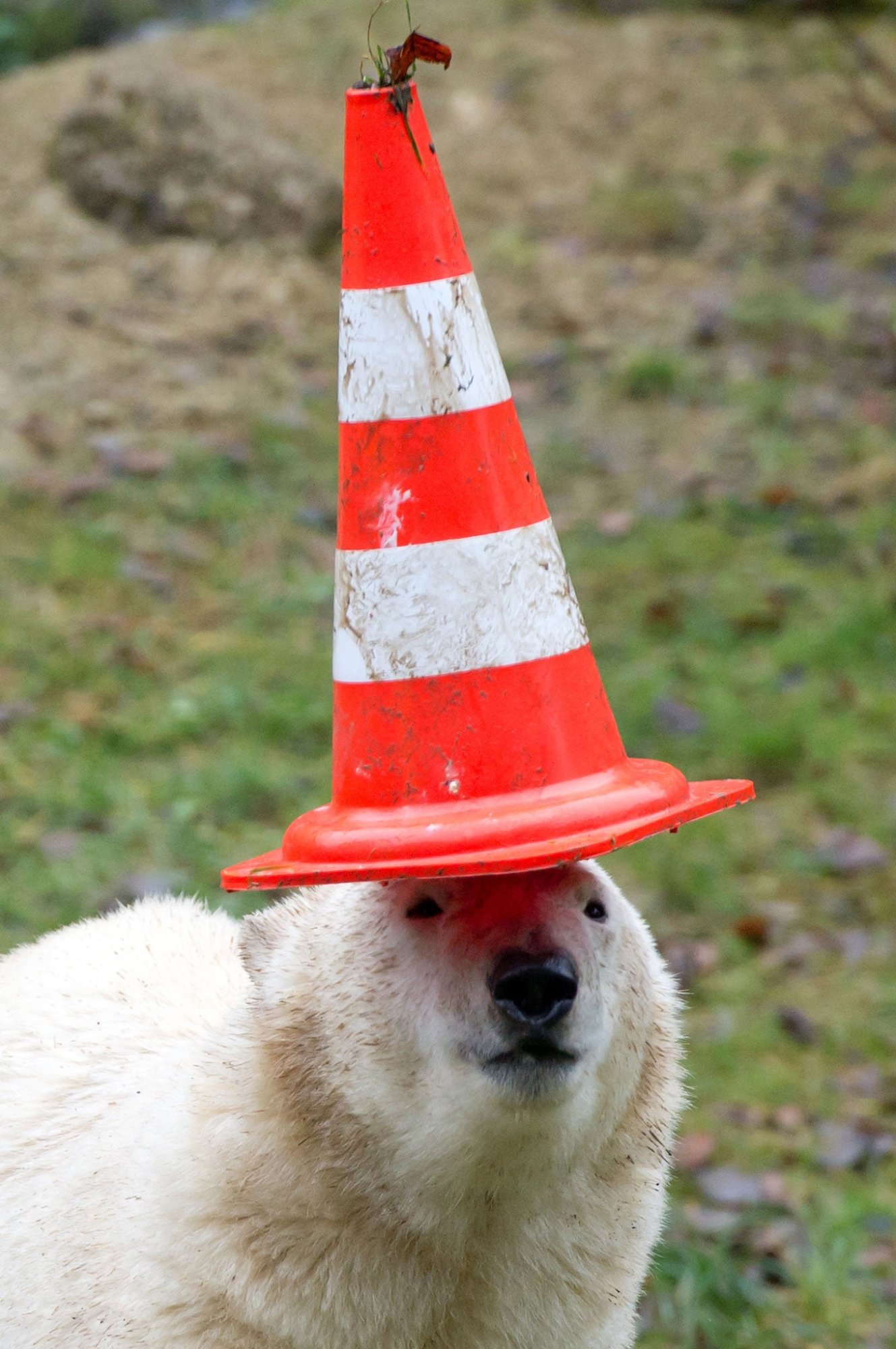polar-bear-twins3.jpg