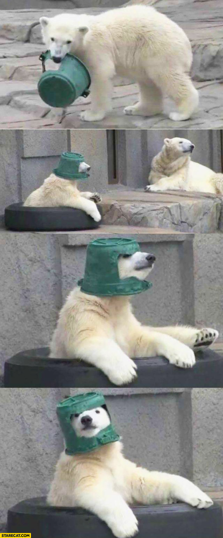 polar-bear-using-bucket-as-a-helmet.jpg