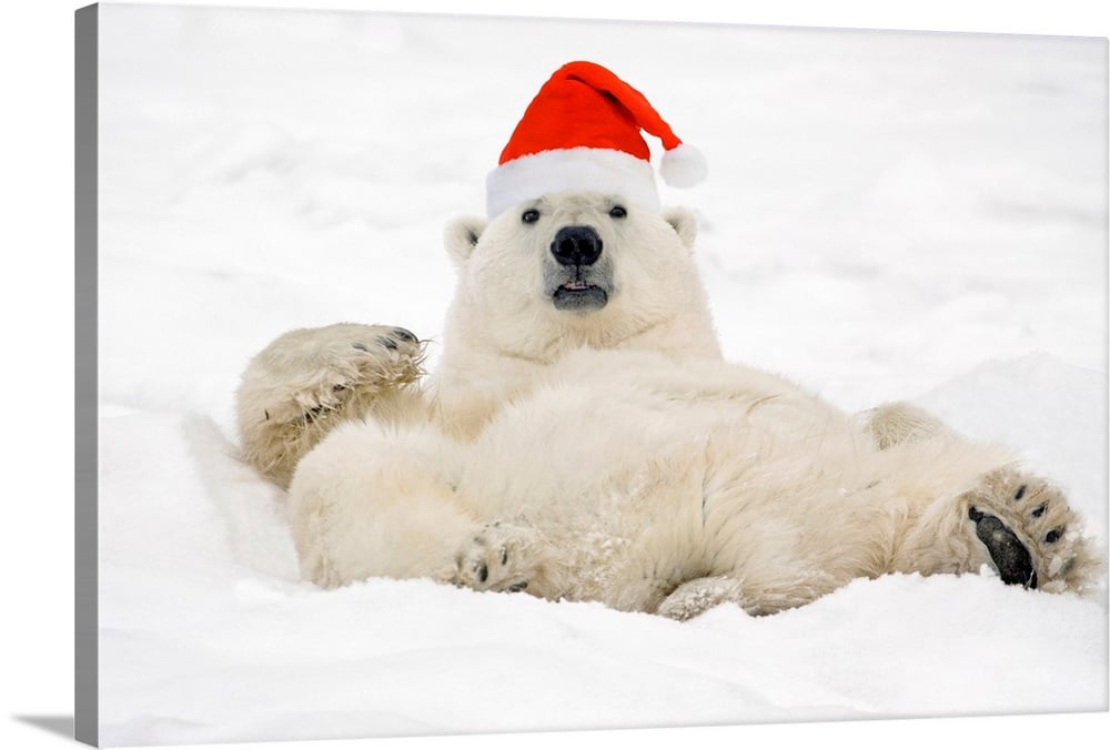 polar-bear-wearing-santa-hat-lying-on-its-back-in-snow,aks0060314.jpg