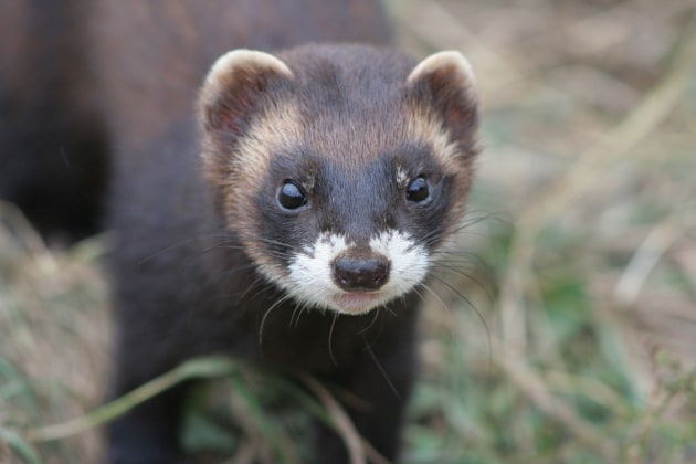 polecat-g815f2246c-1920_ver_1.jpg