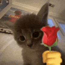 Rose for u.png
