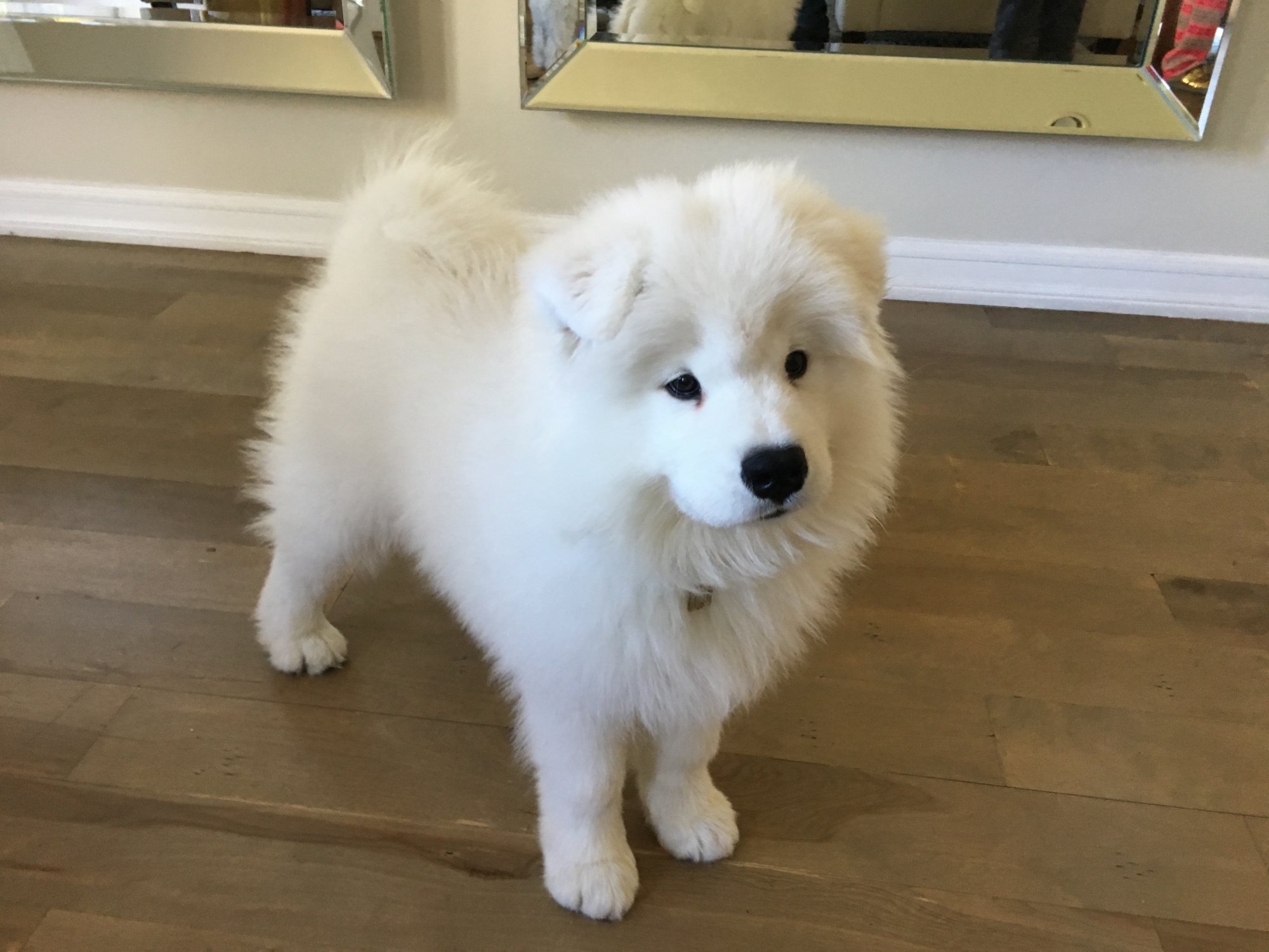 samoyed.jpg