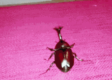 scarab-beetle.gif