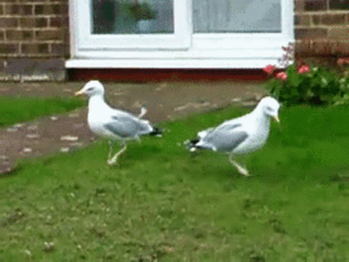 seagulls-dancing.gif