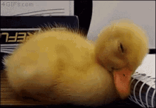 An amazing tired duck....