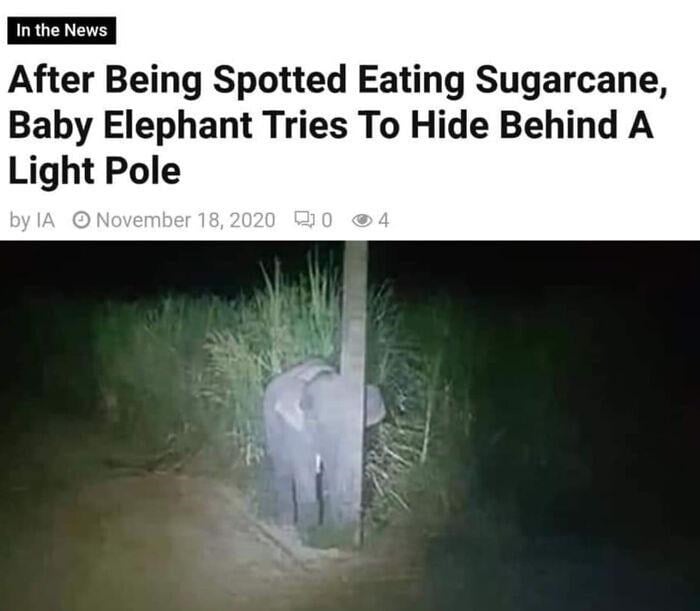 spotted-eating-sugarcane-baby-elephant-tries-hide-behind-light-pole-by-ia-o-november-18-2020-...jpeg