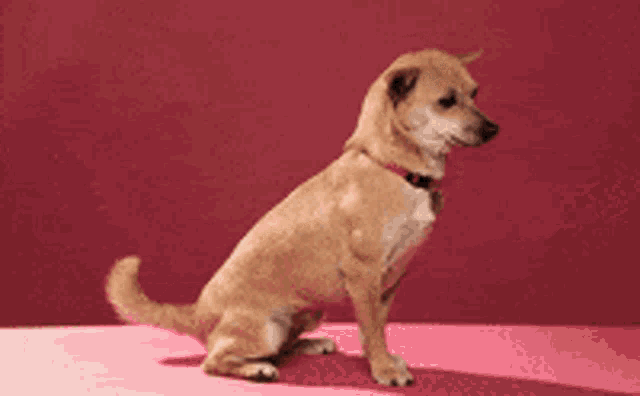 tenor.gif