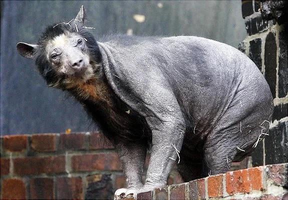 thanks-i-hate-shaved-polar-bears-v0-tgv8wglo6rb81.jpg
