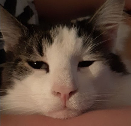 upload_2019-11-16_15-48-56.png