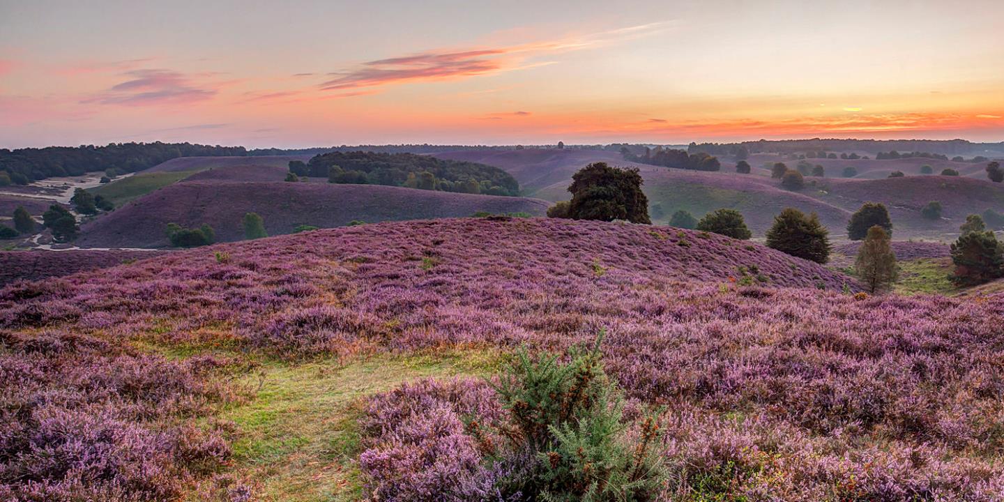 veluwe.jpg