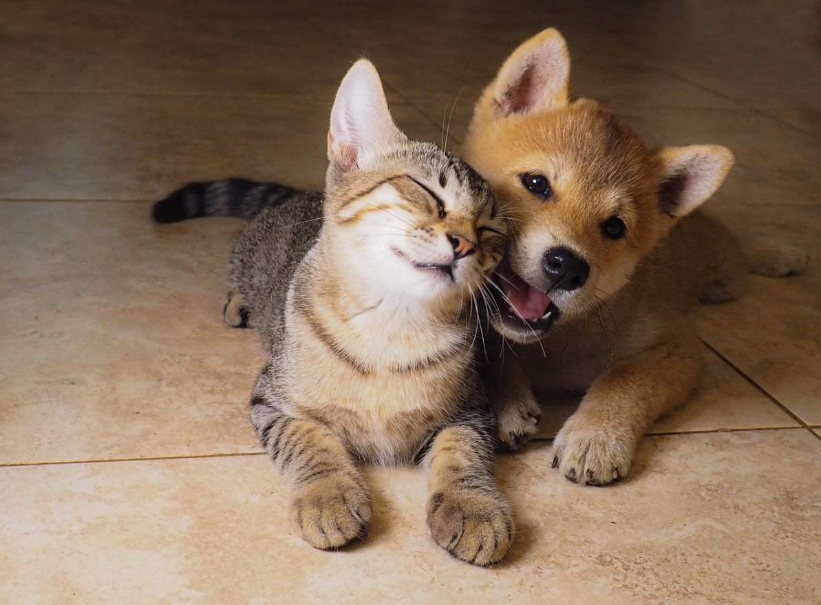 Welcoming-a-new-puppy-or-kitten.jpg