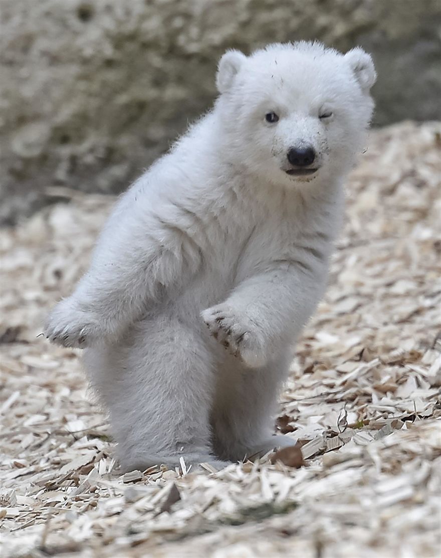 winking-polar-bear-cub-germany-1-58b7ce24656e6__880.jpg