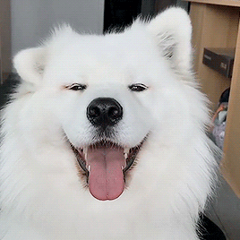woof.gif