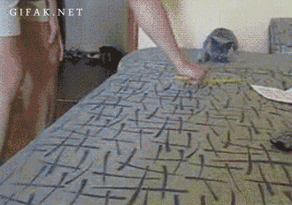 tumblr_n3zwxe66l21s199fdo1_400.gif