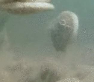 aeacdb40a6687dbf51220c6bb2fc189f.gif