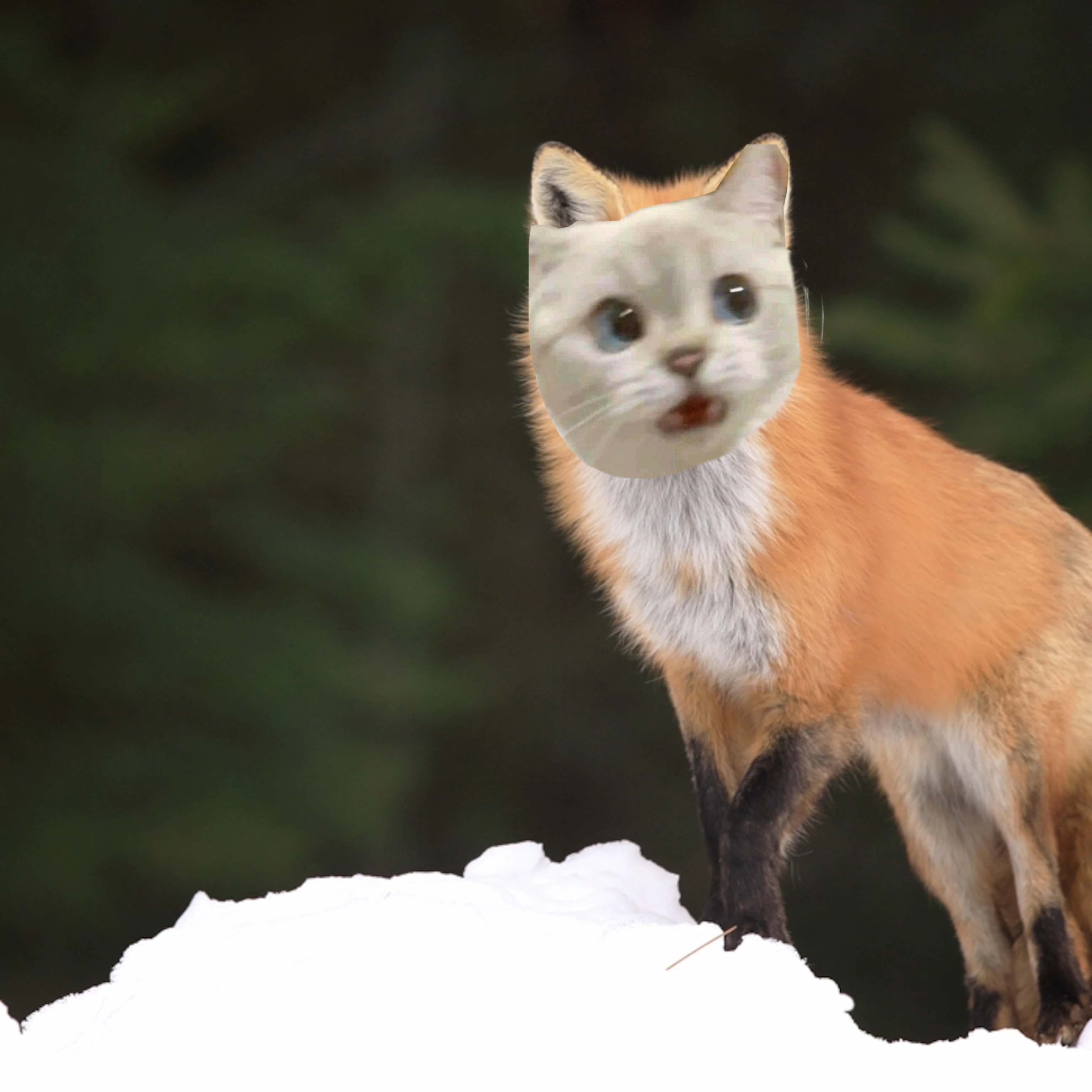 iwhy_cat_fox.png