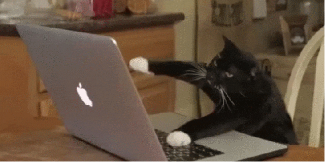 landscape-1464342455-typing-cat-gif.gif