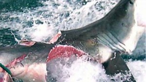 abc_ann_shark_091027_wn.jpg