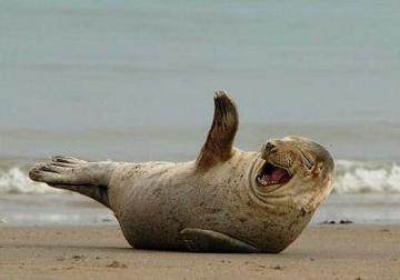 laughing_seal.jpg