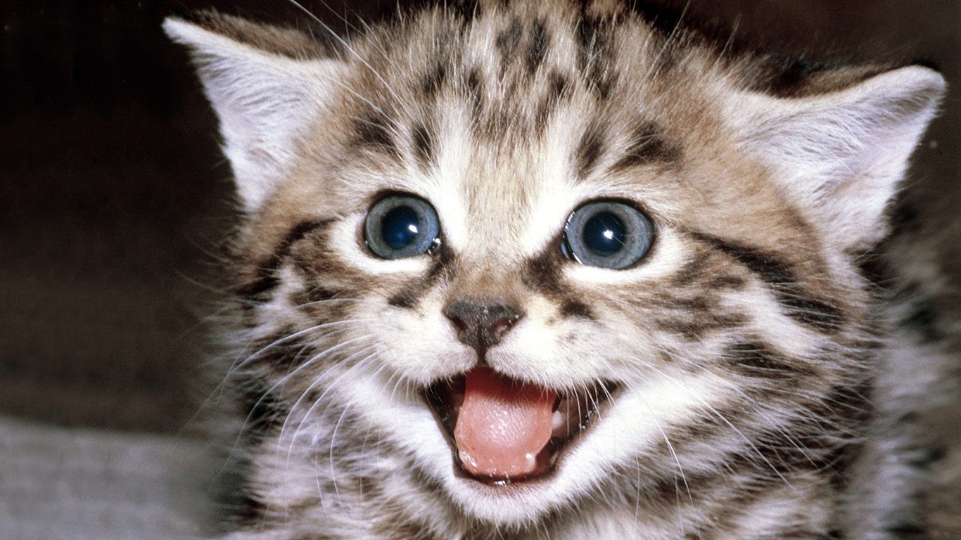 kitty-cat-1.jpg