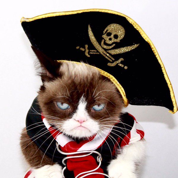 6558fd46ae37727e3eaeb945e57e556e--tartar-sauce-cat-life.jpg