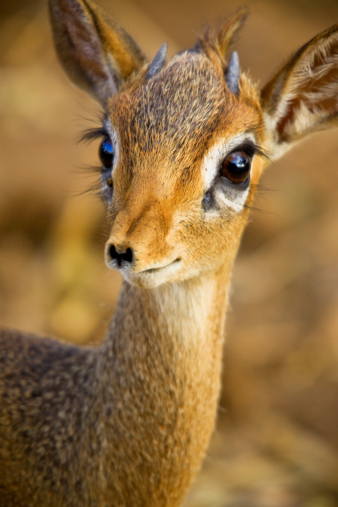 dik-dik.jpg