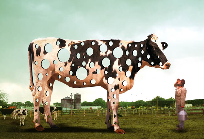 holycow1.jpg