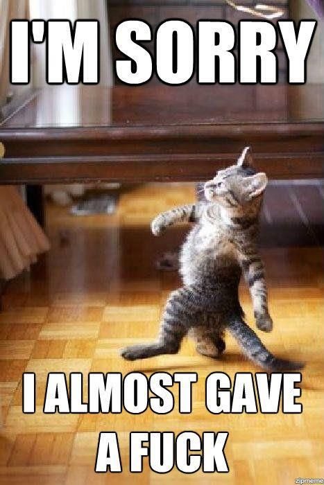 badass+cat_420458_4662625.jpg