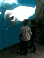 200.gif