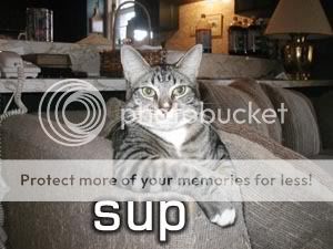 koolkat.jpg
