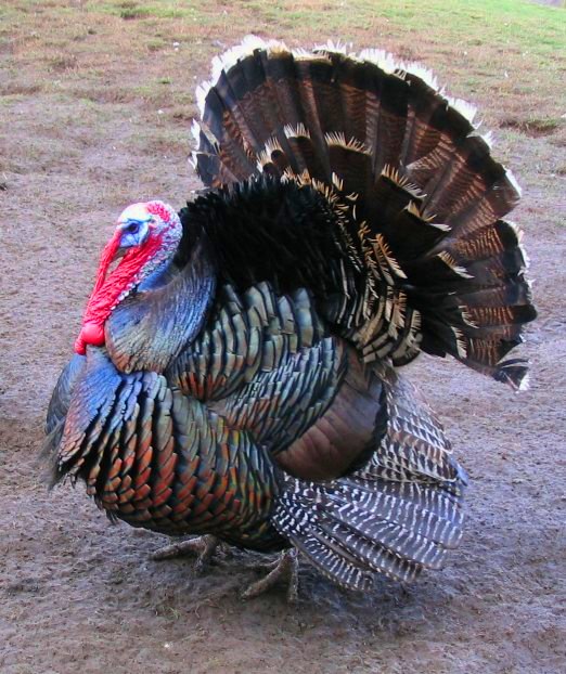 Male_north_american_turkey_supersaturated.jpg