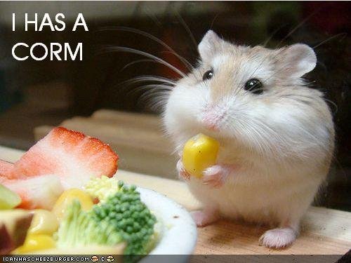 Hamster_5e11d2_1384780.jpg