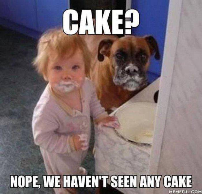 Cake-Nope-We-Have-Not-Seen-Any-Cake-Funny-Meme-Picture.jpg