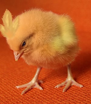 real_torchic_by_barkingaardvark.jpg