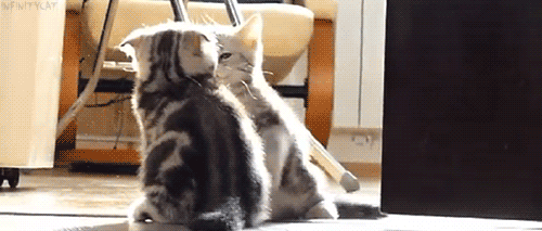tumblr_n7n7r08awu1s7ozlao1_500.gif