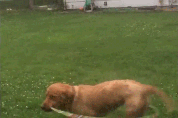 tumblr_nwu5tjGlx21rlpicfo1_400.gif