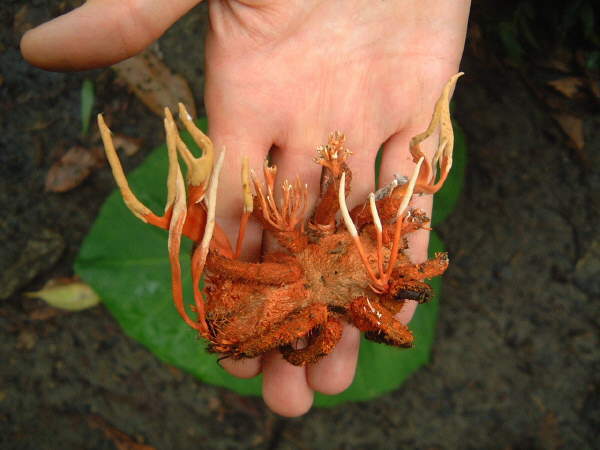 Cordyceps_on_Tarantula_2a.jpg