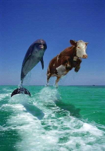 Seacow_a14b0f_770054.jpg
