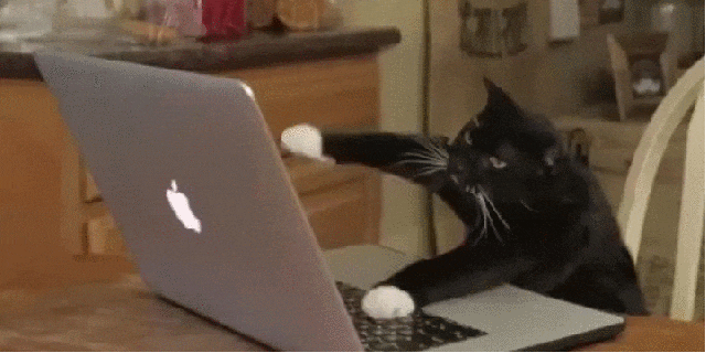 landscape-1464342455-typing-cat-gif.gif