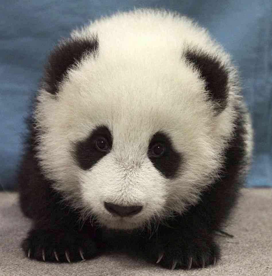 Cute-Pandas-pandas-35203695-948-964.jpg