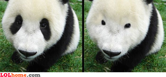 panda-with-no-makeup.jpg