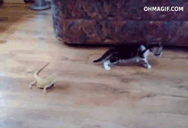 funny-kitten-scared-of-a-lizard.gif